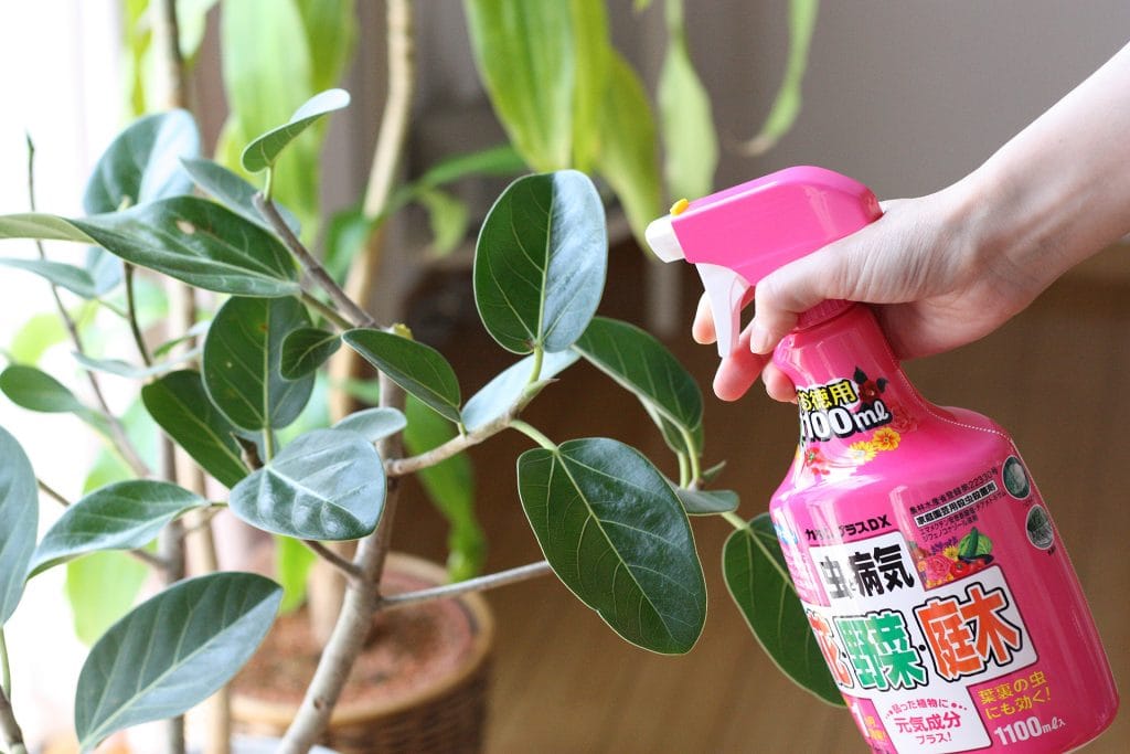 買ってきたばかりの観葉植物に最適 防虫にフマキラー カダンプラスdx 空良家の毎日