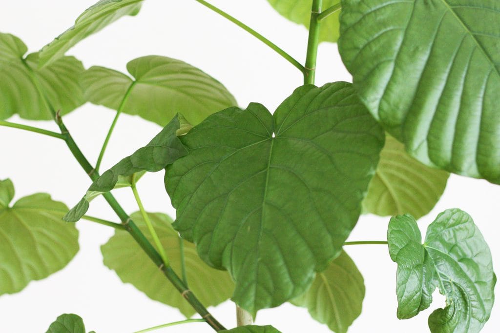 観葉植物の剪定 ウンベラータ ガジュマル コーヒーの木 剪定ばさみは 岡恒 です 空良家の毎日